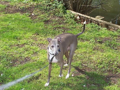 https://images.dog.ceo/breeds/greyhound-italian/n02091032_9183.jpg