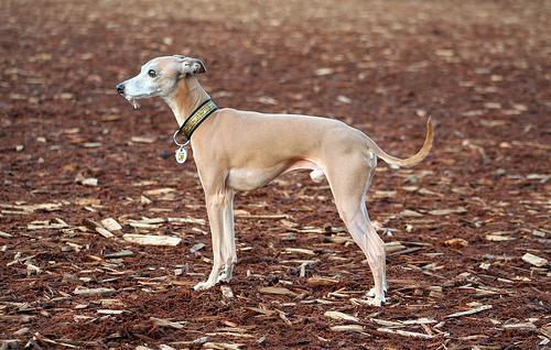 https://images.dog.ceo/breeds/greyhound-italian/n02091032_923.jpg