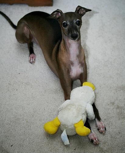 https://images.dog.ceo/breeds/greyhound-italian/n02091032_9517.jpg