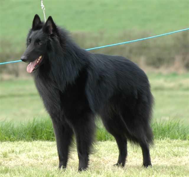 https://images.dog.ceo/breeds/groenendael/n02105056_1071.jpg