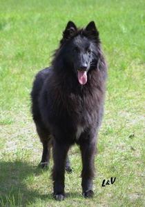 https://images.dog.ceo/breeds/groenendael/n02105056_143.jpg