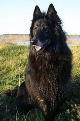 https://images.dog.ceo/breeds/groenendael/n02105056_2036.jpg