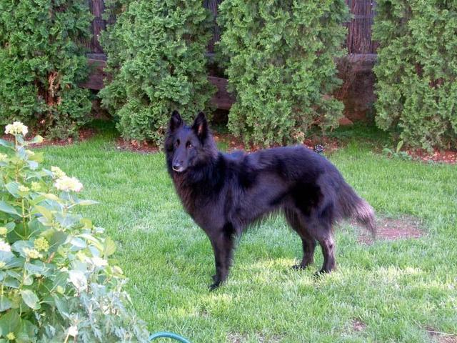 https://images.dog.ceo/breeds/groenendael/n02105056_2525.jpg