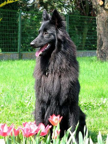 https://images.dog.ceo/breeds/groenendael/n02105056_2556.jpg