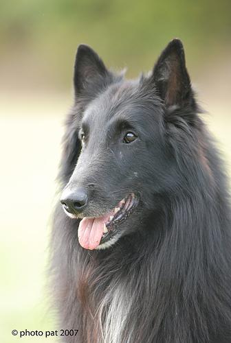 https://images.dog.ceo/breeds/groenendael/n02105056_3309.jpg