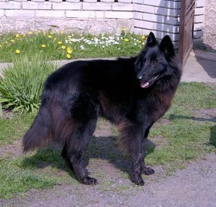 https://images.dog.ceo/breeds/groenendael/n02105056_3541.jpg