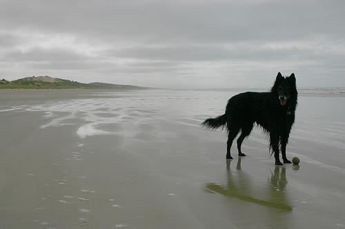 https://images.dog.ceo/breeds/groenendael/n02105056_4205.jpg