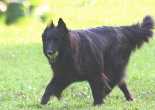 https://images.dog.ceo/breeds/groenendael/n02105056_4283.jpg