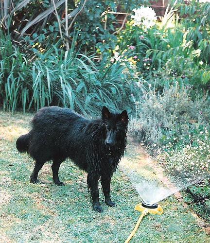 https://images.dog.ceo/breeds/groenendael/n02105056_4407.jpg