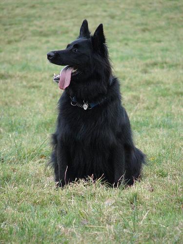 https://images.dog.ceo/breeds/groenendael/n02105056_4527.jpg