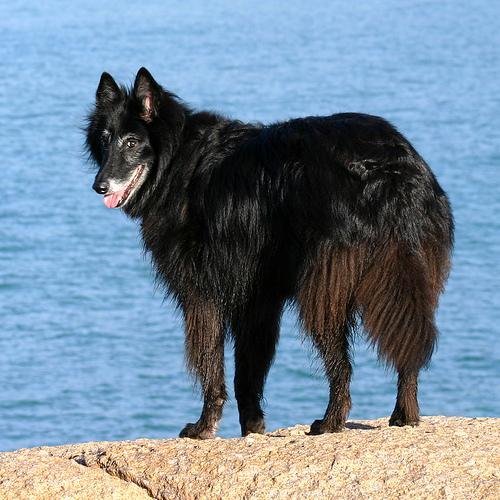 https://images.dog.ceo/breeds/groenendael/n02105056_4535.jpg