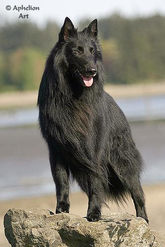 https://images.dog.ceo/breeds/groenendael/n02105056_4640.jpg