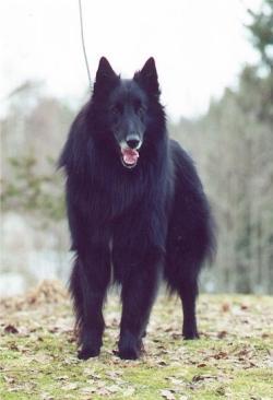 https://images.dog.ceo/breeds/groenendael/n02105056_4904.jpg