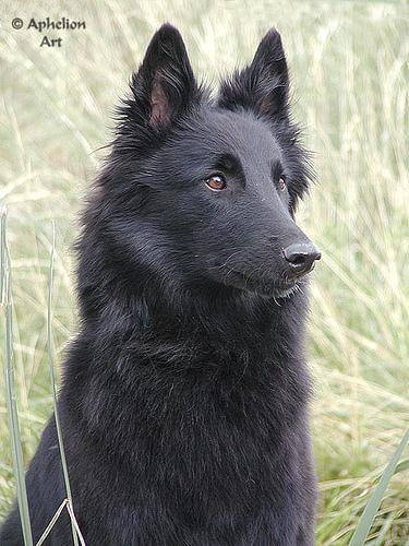 https://images.dog.ceo/breeds/groenendael/n02105056_4956.jpg