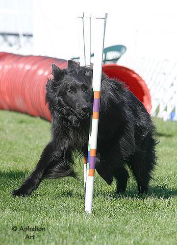 https://images.dog.ceo/breeds/groenendael/n02105056_5111.jpg