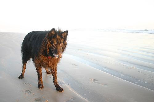 https://images.dog.ceo/breeds/groenendael/n02105056_6338.jpg