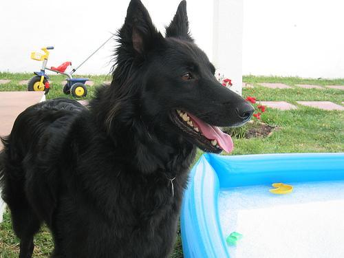 https://images.dog.ceo/breeds/groenendael/n02105056_6387.jpg