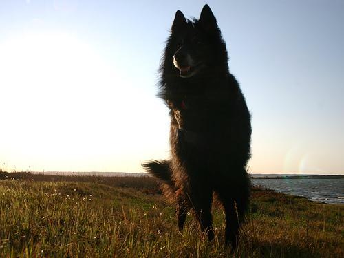 https://images.dog.ceo/breeds/groenendael/n02105056_6523.jpg