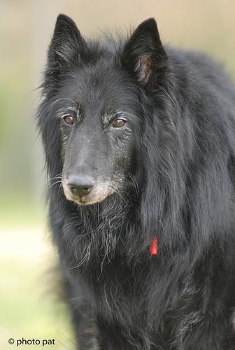 https://images.dog.ceo/breeds/groenendael/n02105056_67.jpg