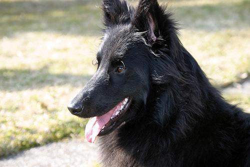 https://images.dog.ceo/breeds/groenendael/n02105056_6778.jpg