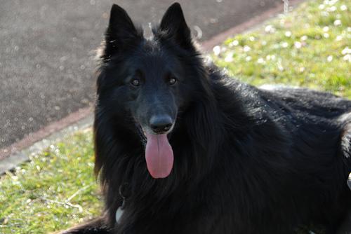 https://images.dog.ceo/breeds/groenendael/n02105056_6790.jpg