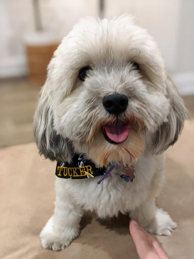 https://images.dog.ceo/breeds/havanese/00100trPORTRAIT_00100_BURST20191103202017556_COVER.jpg