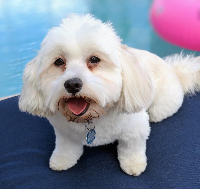 https://images.dog.ceo/breeds/havanese/00100trPORTRAIT_00100_BURST20191112123933390_COVER.jpg