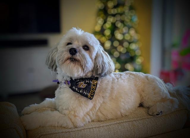 https://images.dog.ceo/breeds/havanese/00100trPORTRAIT_00100_BURST20191222103956878_COVER.jpg