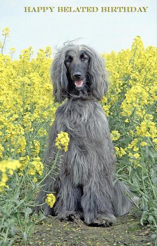 https://images.dog.ceo/breeds/hound-afghan/n02088094_115.jpg