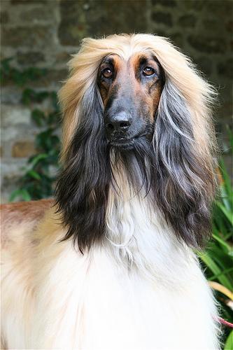 https://images.dog.ceo/breeds/hound-afghan/n02088094_2626.jpg