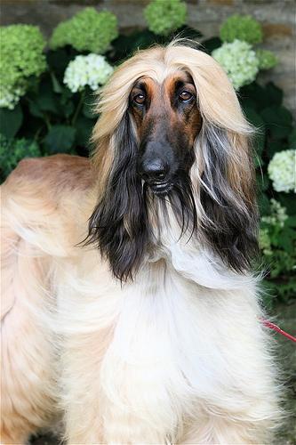 https://images.dog.ceo/breeds/hound-afghan/n02088094_3856.jpg