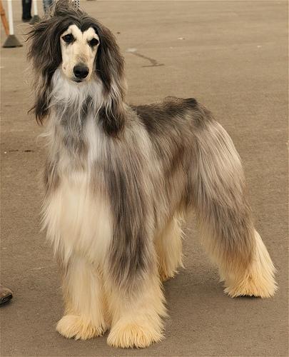 https://images.dog.ceo/breeds/hound-afghan/n02088094_5381.jpg