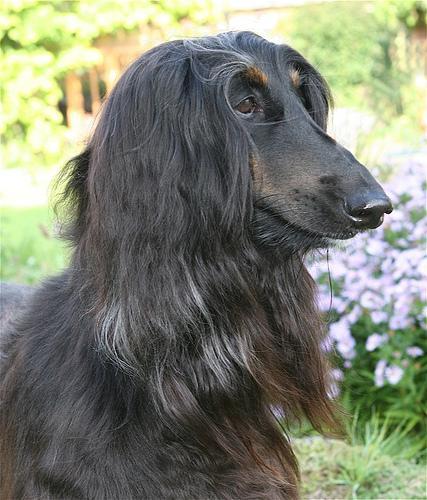 https://images.dog.ceo/breeds/hound-afghan/n02088094_6035.jpg