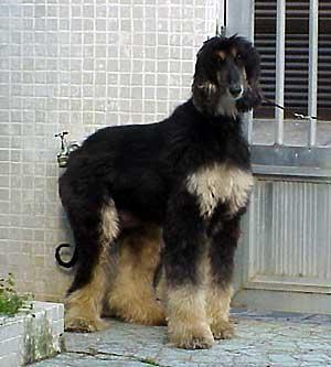 https://images.dog.ceo/breeds/hound-afghan/n02088094_988.jpg