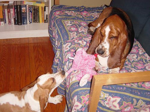 https://images.dog.ceo/breeds/hound-basset/n02088238_10013.jpg