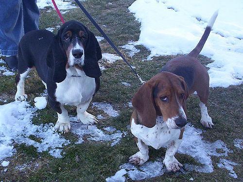 https://images.dog.ceo/breeds/hound-basset/n02088238_10028.jpg