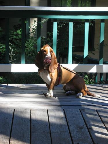 https://images.dog.ceo/breeds/hound-basset/n02088238_10054.jpg