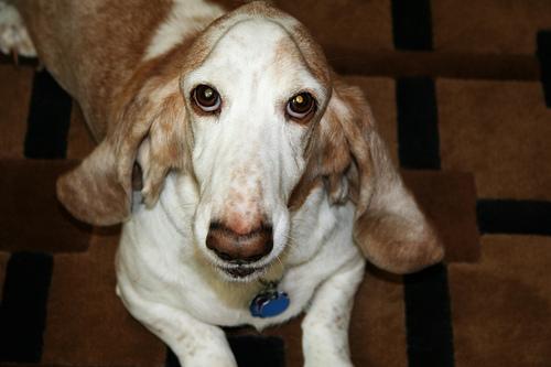 https://images.dog.ceo/breeds/hound-basset/n02088238_10072.jpg