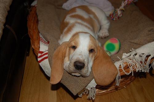 https://images.dog.ceo/breeds/hound-basset/n02088238_10095.jpg