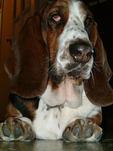 https://images.dog.ceo/breeds/hound-basset/n02088238_10102.jpg