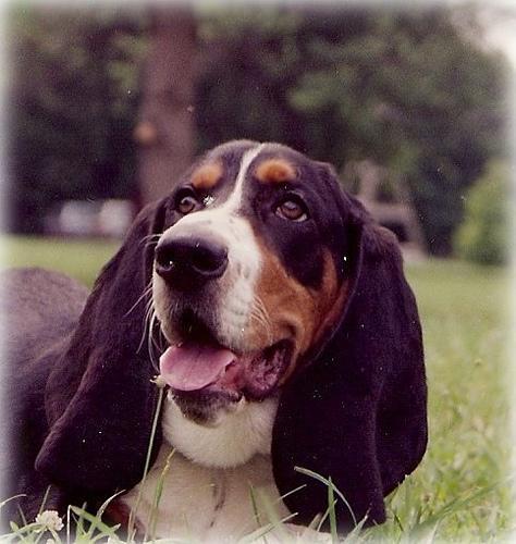 https://images.dog.ceo/breeds/hound-basset/n02088238_10113.jpg