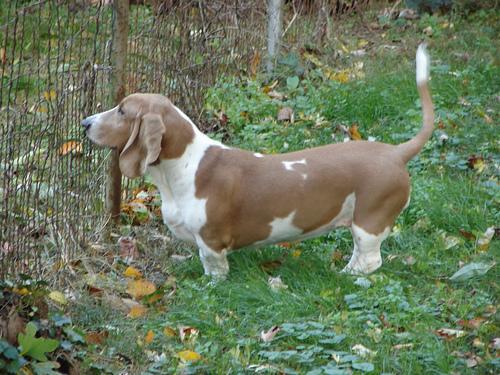 https://images.dog.ceo/breeds/hound-basset/n02088238_10129.jpg