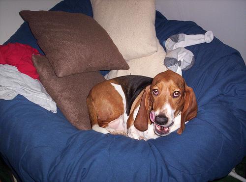 https://images.dog.ceo/breeds/hound-basset/n02088238_10140.jpg