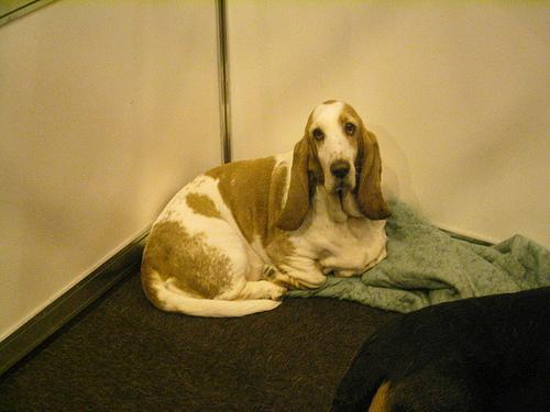 https://images.dog.ceo/breeds/hound-basset/n02088238_10142.jpg