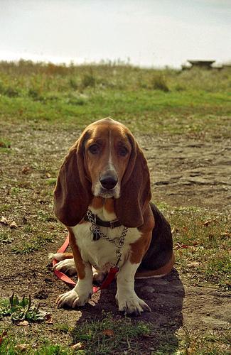 https://images.dog.ceo/breeds/hound-basset/n02088238_10288.jpg