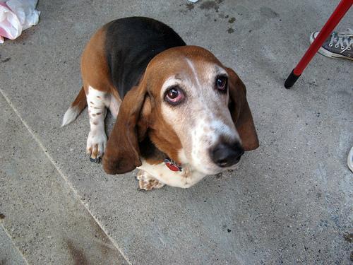 https://images.dog.ceo/breeds/hound-basset/n02088238_10358.jpg