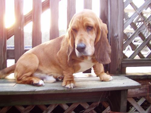 https://images.dog.ceo/breeds/hound-basset/n02088238_10473.jpg