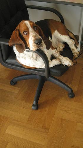 https://images.dog.ceo/breeds/hound-basset/n02088238_10510.jpg