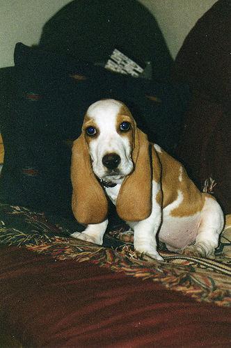 https://images.dog.ceo/breeds/hound-basset/n02088238_10592.jpg