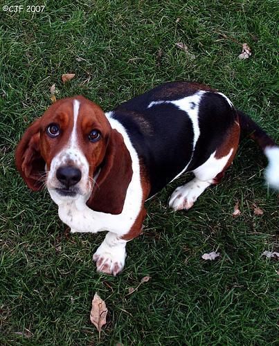 https://images.dog.ceo/breeds/hound-basset/n02088238_10753.jpg